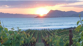 The Uniqueness of Northern California Wines: A World-Class Experience Like No Other