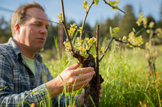 Northern California Wines and Food Paring